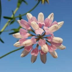 FuturePlanter Alle Pflanzen Im Shop Bunte Kronwicke (Securigera Varia) 10 FuturePlanter Alle Pflanzen Im Shop Bunte Kronwicke (Securigera Varia)