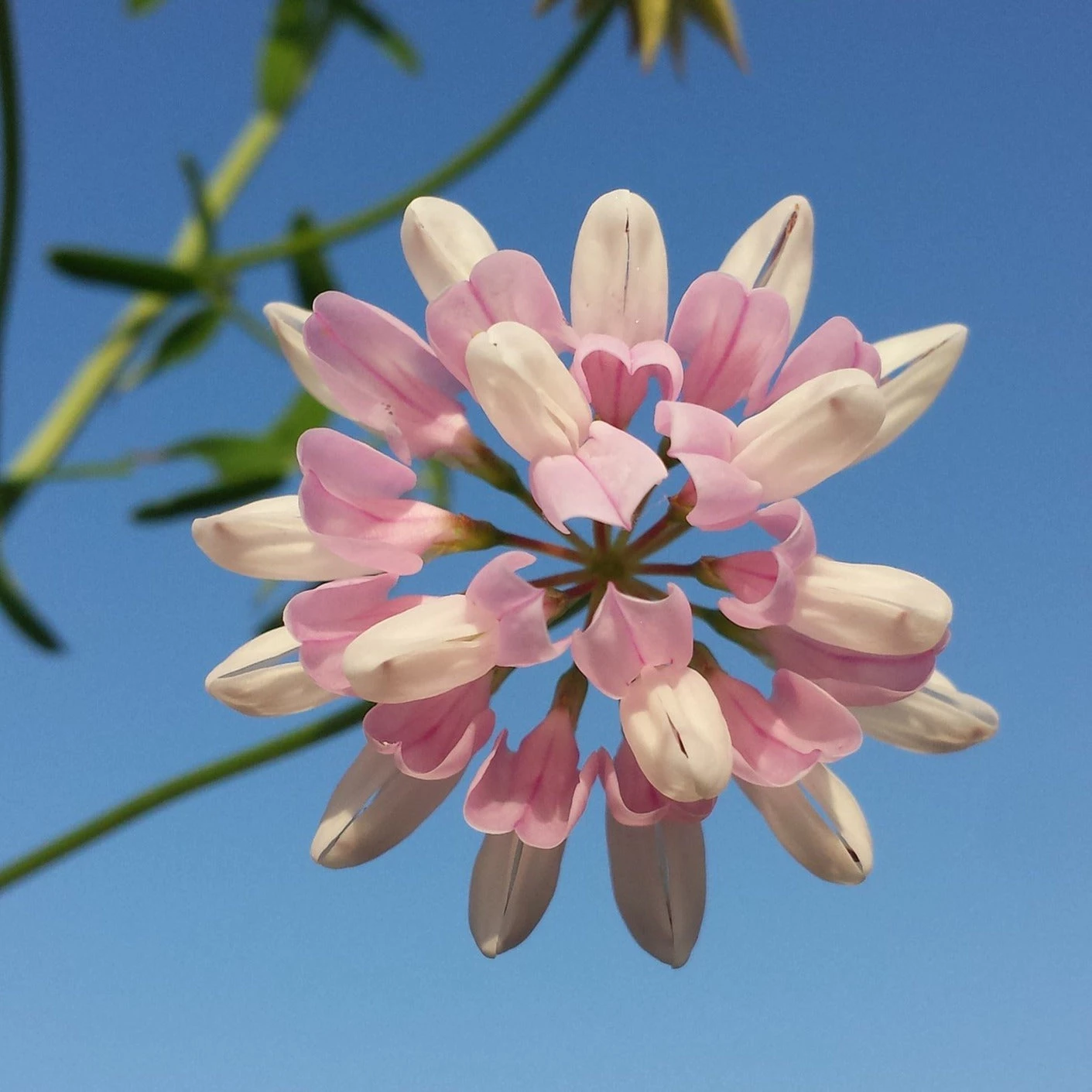 FuturePlanter Alle Pflanzen Im Shop Bunte Kronwicke (Securigera Varia) 3 FuturePlanter Alle Pflanzen Im Shop Bunte Kronwicke (Securigera Varia)