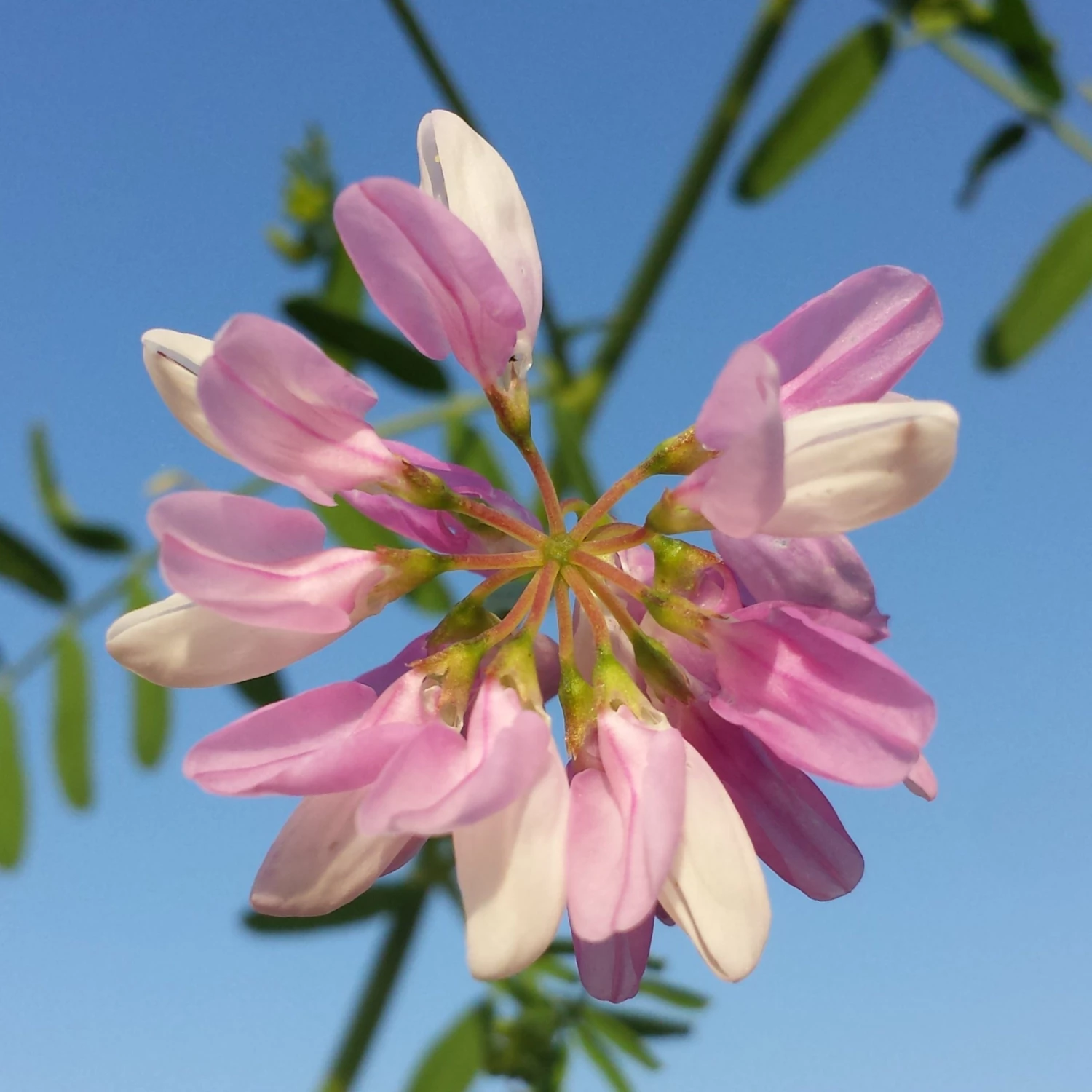 FuturePlanter Alle Pflanzen Im Shop Bunte Kronwicke (Securigera Varia) 4 FuturePlanter Alle Pflanzen Im Shop Bunte Kronwicke (Securigera Varia)