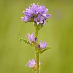 FuturePlanter Borstige Glockenblume (Campanula Cervicaria) Alle Pflanzen Im Shop