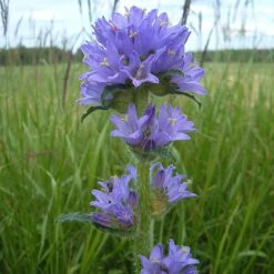 FuturePlanter Borstige Glockenblume (Campanula Cervicaria) Alle Pflanzen Im Shop