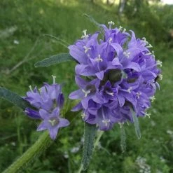 FuturePlanter Borstige Glockenblume (Campanula Cervicaria) Alle Pflanzen Im Shop