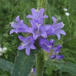 FuturePlanter Borstige Glockenblume (Campanula Cervicaria) Alle Pflanzen Im Shop