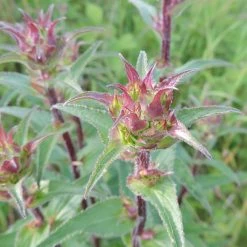 FuturePlanter Borstige Glockenblume (Campanula Cervicaria) Alle Pflanzen Im Shop