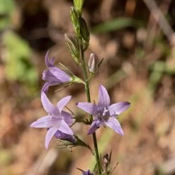 FuturePlanter Rapunzel-Glockenblume (Campanula Rapunculus) Alle Pflanzen Im Shop