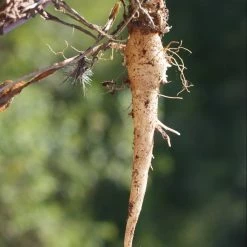 FuturePlanter Rapunzel-Glockenblume (Campanula Rapunculus) Alle Pflanzen Im Shop