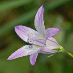 FuturePlanter Rapunzel-Glockenblume (Campanula Rapunculus) Alle Pflanzen Im Shop