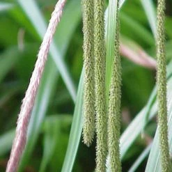FuturePlanter Hänge-Segge (Carex Pendula)