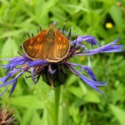 FuturePlanter Alle Pflanzen Im Shop Berg-Flockenblume (Centaurea Montana)