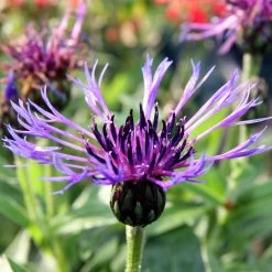 FuturePlanter Alle Pflanzen Im Shop Berg-Flockenblume (Centaurea Montana)
