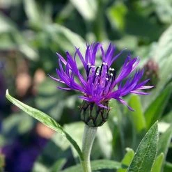 FuturePlanter Alle Pflanzen Im Shop Berg-Flockenblume (Centaurea Montana)