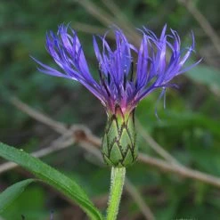 FuturePlanter Alle Pflanzen Im Shop Berg-Flockenblume (Centaurea Montana)