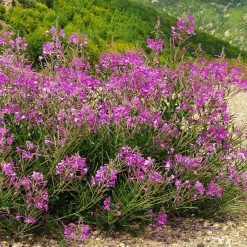 FuturePlanter Schmalblättriges Weidenröschen (Epilobium Angustifolium)