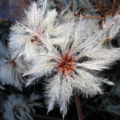 FuturePlanter Alle Pflanzen Im Shop Gemeine Waldrebe (Clematis Vitalba)