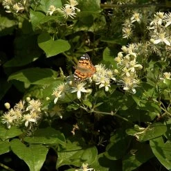 FuturePlanter Alle Pflanzen Im Shop Gemeine Waldrebe (Clematis Vitalba)