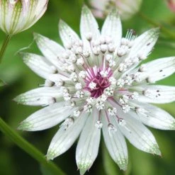 FuturePlanter Grosse Sterndole (Astrantia Major) Alle Pflanzen Im Shop 10 FuturePlanter Grosse Sterndole (Astrantia Major) Alle Pflanzen Im Shop