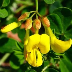 FuturePlanter Berg-Kronwicke (Coronilla Coronata)