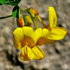 FuturePlanter Berg-Kronwicke (Coronilla Coronata)