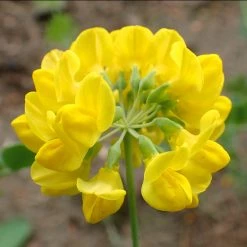 FuturePlanter Berg-Kronwicke (Coronilla Coronata)