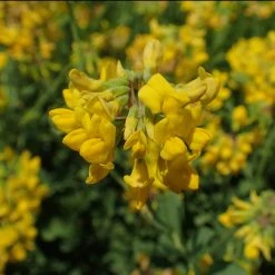 FuturePlanter Berg-Kronwicke (Coronilla Coronata)
