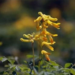 FuturePlanter Gelber Lerchensporn (Corydalis Lutea) Alle Pflanzen Im Shop