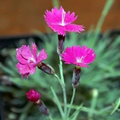 FuturePlanter Grenobler Nelke (Dianthus Gratianopolitanus) Alle Pflanzen Im Shop