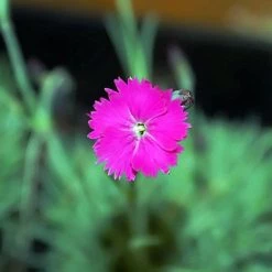 FuturePlanter Grenobler Nelke (Dianthus Gratianopolitanus) Alle Pflanzen Im Shop