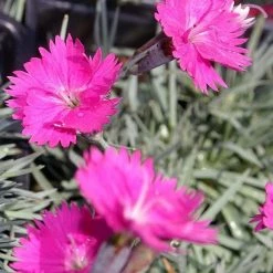 FuturePlanter Grenobler Nelke (Dianthus Gratianopolitanus) Alle Pflanzen Im Shop