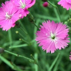 FuturePlanter Grenobler Nelke (Dianthus Gratianopolitanus) Alle Pflanzen Im Shop