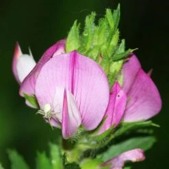 FuturePlanter Dornige Hauhechel (Ononis Spinosa) Alle Pflanzen Im Shop