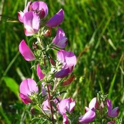 FuturePlanter Dornige Hauhechel (Ononis Spinosa) Alle Pflanzen Im Shop