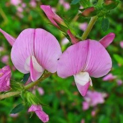 FuturePlanter Dornige Hauhechel (Ononis Spinosa) Alle Pflanzen Im Shop