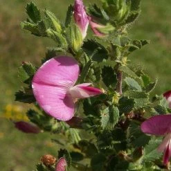 FuturePlanter Dornige Hauhechel (Ononis Spinosa) Alle Pflanzen Im Shop