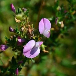 FuturePlanter Dornige Hauhechel (Ononis Spinosa) Alle Pflanzen Im Shop