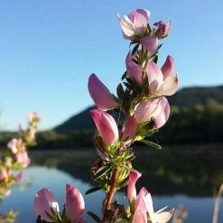 FuturePlanter Dornige Hauhechel (Ononis Spinosa) Alle Pflanzen Im Shop