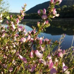 FuturePlanter Dornige Hauhechel (Ononis Spinosa) Alle Pflanzen Im Shop
