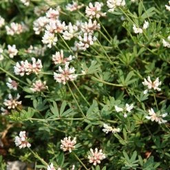 FuturePlanter Seiden-Backenklee (Dorycnium Germanicum) Alle Pflanzen Im Shop