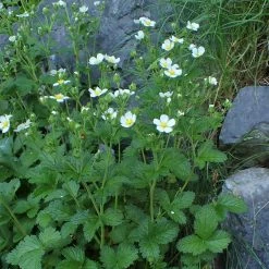 FuturePlanter Felsen-Fingerkraut (Potentilla Rupestris) Alle Pflanzen Im Shop