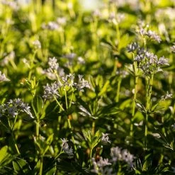 FuturePlanter Wald-Labkraut (Galium Sylvaticum) 9 FuturePlanter Wald-Labkraut (Galium Sylvaticum)