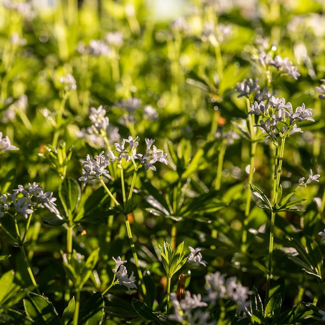 FuturePlanter Wald-Labkraut (Galium Sylvaticum) 4 FuturePlanter Wald-Labkraut (Galium Sylvaticum)
