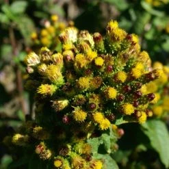 FuturePlanter Alle Pflanzen Im Shop Dürrwurz (Inula Conyzae) 14 FuturePlanter Alle Pflanzen Im Shop Dürrwurz (Inula Conyzae)