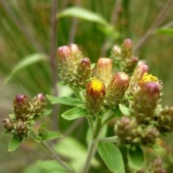 FuturePlanter Alle Pflanzen Im Shop Dürrwurz (Inula Conyzae) 11 FuturePlanter Alle Pflanzen Im Shop Dürrwurz (Inula Conyzae)