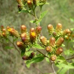 FuturePlanter Alle Pflanzen Im Shop Dürrwurz (Inula Conyzae) 12 FuturePlanter Alle Pflanzen Im Shop Dürrwurz (Inula Conyzae)