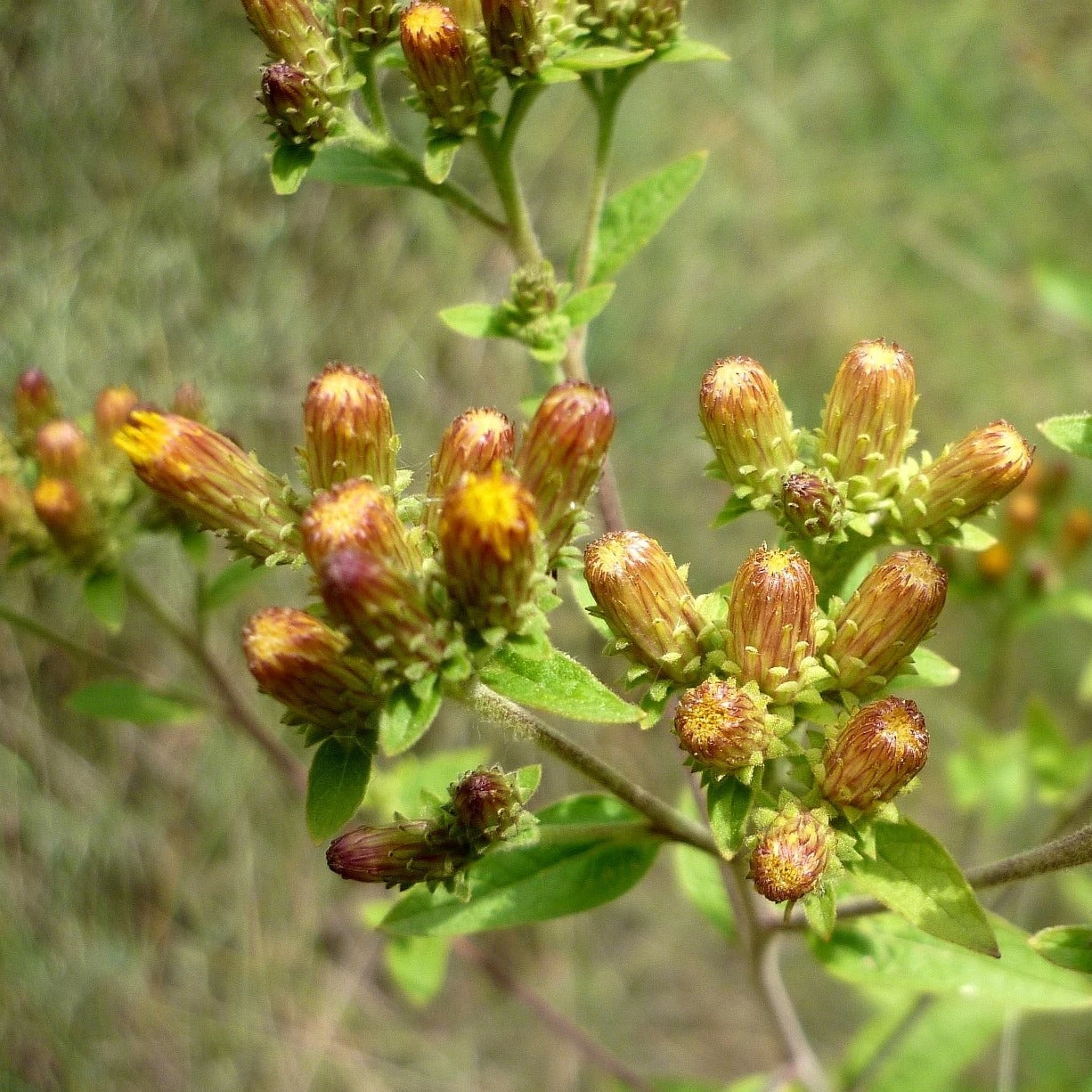 FuturePlanter Alle Pflanzen Im Shop Dürrwurz (Inula Conyzae) 5 FuturePlanter Alle Pflanzen Im Shop Dürrwurz (Inula Conyzae)