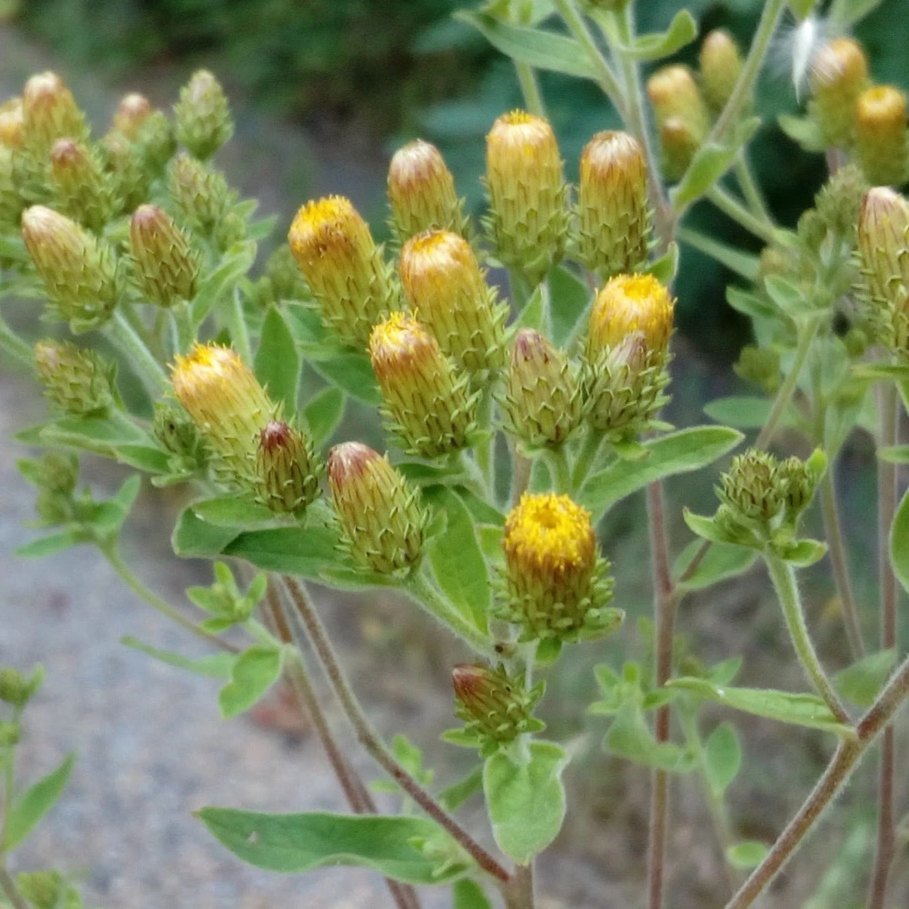FuturePlanter Alle Pflanzen Im Shop Dürrwurz (Inula Conyzae) 8 FuturePlanter Alle Pflanzen Im Shop Dürrwurz (Inula Conyzae)