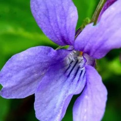 FuturePlanter Duft-Veilchen (Viola Odorata)