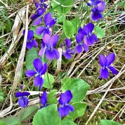 FuturePlanter Duft-Veilchen (Viola Odorata)