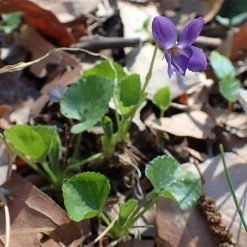 FuturePlanter Duft-Veilchen (Viola Odorata)