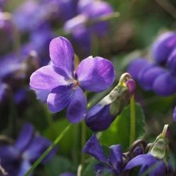 FuturePlanter Duft-Veilchen (Viola Odorata)