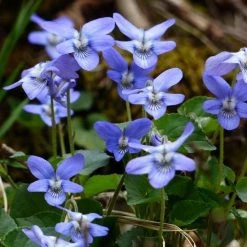 FuturePlanter Duft-Veilchen (Viola Odorata)